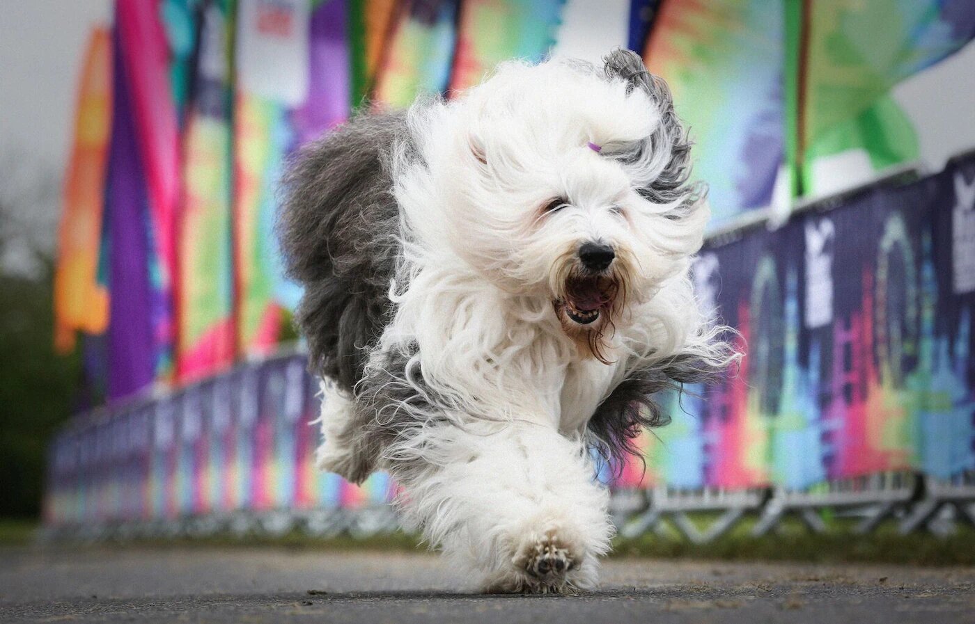 dulux-dog-running.jpg